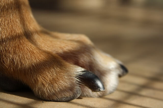 犬の爪切りの頻度はどのくらい 上手なやり方のコツもチェック Dogohマガジン