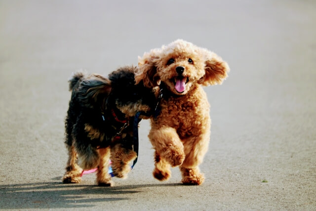 福岡 おすすめの犬カフェ5選 サロンやドッグラン併設のお店も Dogohマガジン