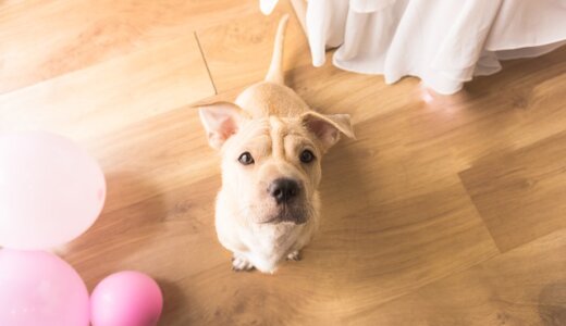 【東京】おすすめの犬カフェ6選！犬とふれあい癒されよう！