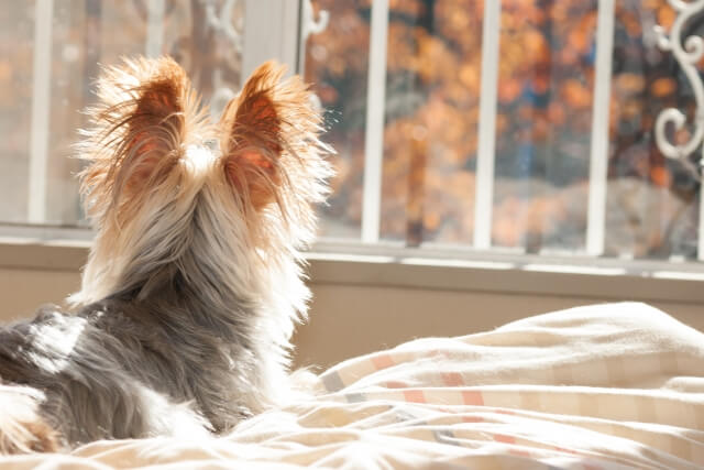 寝る場所でわかる愛犬の心理 一緒に寝るのはよくないって本当 Dogohマガジン