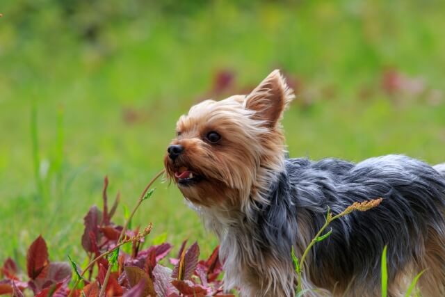 散歩中に犬が草を食べるのはなぜ 理由や注意すべきことを解説 Dogohマガジン
