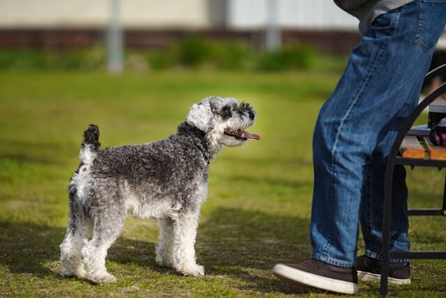 22年最新 全国の犬のイベントまとめ 随時更新 Dogohマガジン