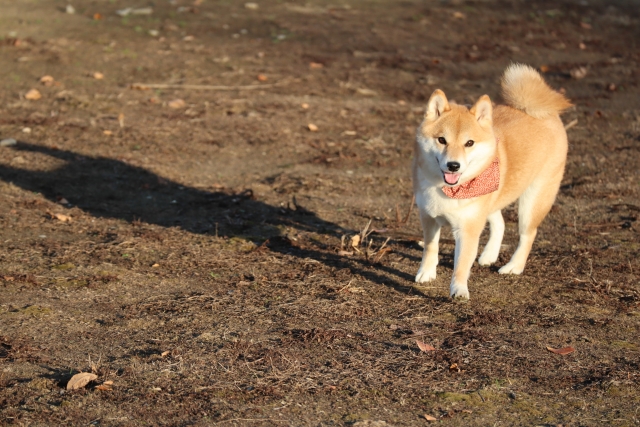 犬が土を食べる原因には意外な事実も 知っておきたい対処法とは Dogohマガジン