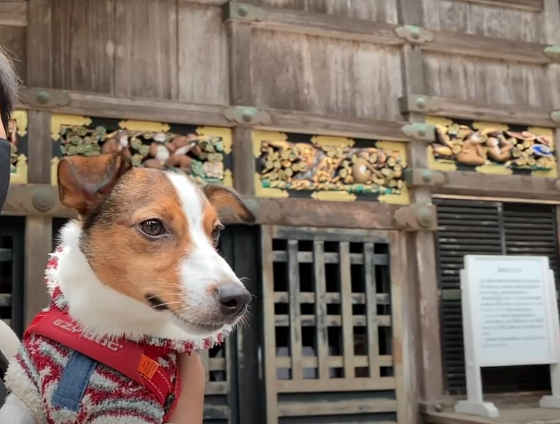 体験記 愛犬と行く日光東照宮 注意点もチェック Dogohマガジン