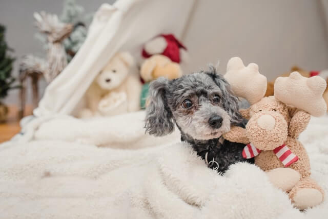 犬のクリスマスプレゼント18選 おもちゃ おやつ 防寒着などタイプ別におすすめ Dogohマガジン