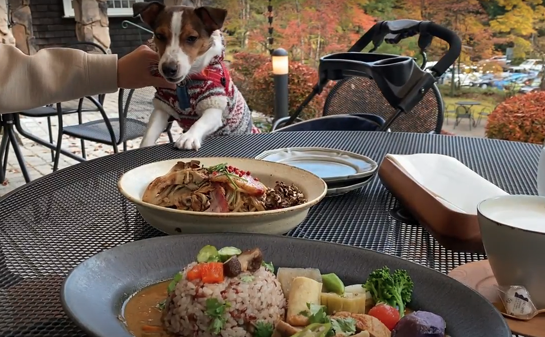 ペット可 カフェレストラン ふじもとでランチ 日光東照宮すぐ Dogohマガジン