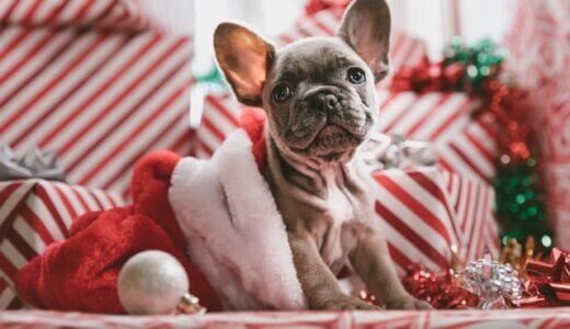 犬のクリスマスプレゼント18選！おもちゃ・おやつ・防寒着などタイプ別におすすめ