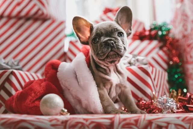 犬のクリスマスプレゼント18選！おもちゃ・おやつ・防寒着などタイプ 