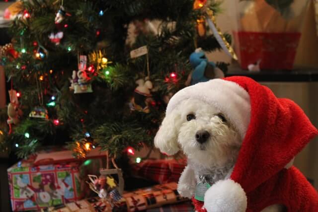 犬のクリスマス服おすすめ11選！定番からユニークなものまで - DOGOHマガジン