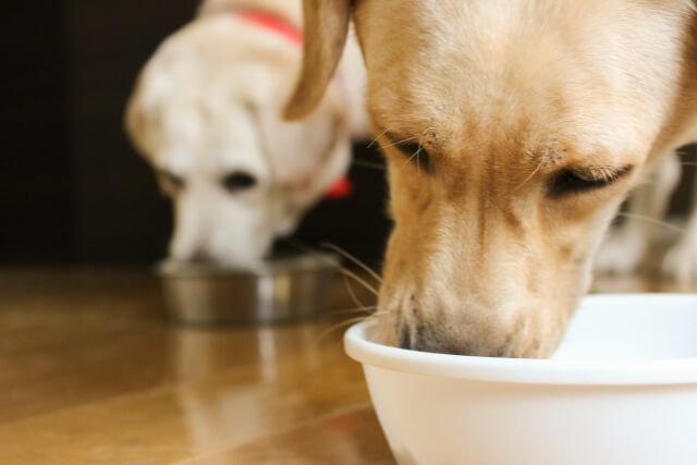 犬の味覚は人間と違う 味覚の変化は病気の可能性も Dogohマガジン