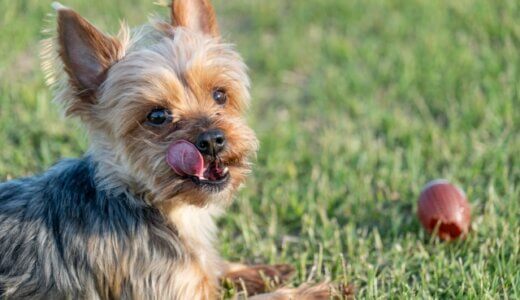 犬が土を食べる原因には意外な事実も。知っておきたい対処法とは？