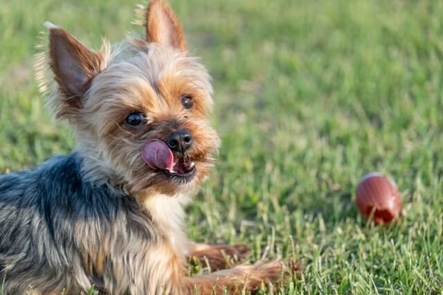 犬が土を食べる原因には意外な事実も 知っておきたい対処法とは Dogohマガジン