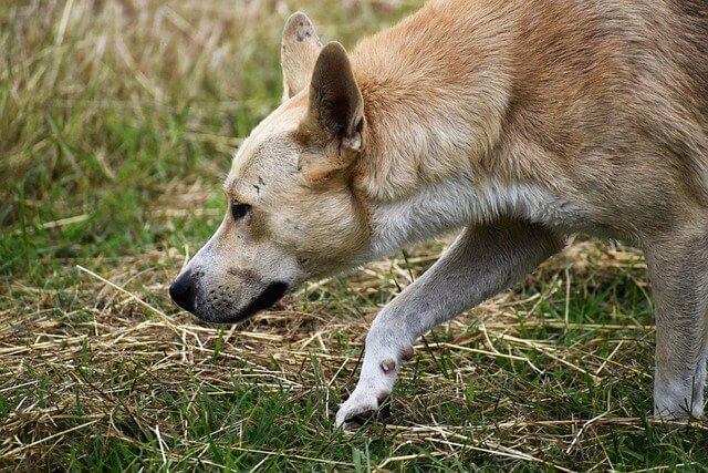 犬が土を食べる原因には意外な事実も 知っておきたい対処法とは Dogohマガジン