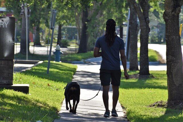 犬が土を食べる原因には意外な事実も 知っておきたい対処法とは Dogohマガジン