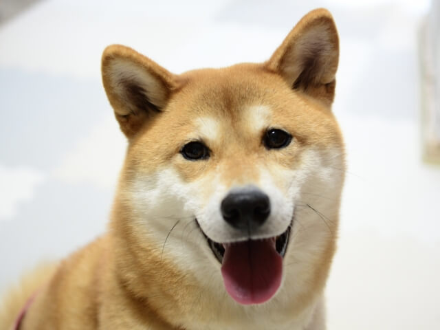 柴犬好きさん必見 おしゃれでかわいい人気グッズ10選 Dogohマガジン